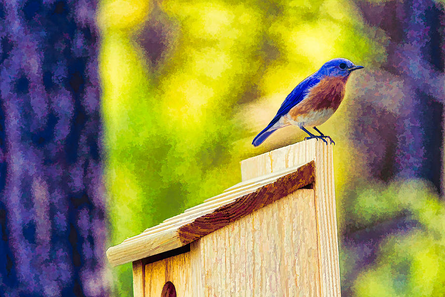Blue Bird Photograph by David Kay