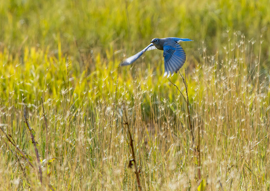 Bluebird Photograph - Blue Bird Flies by Paul W Sharpe Aka Wizard of Wonders