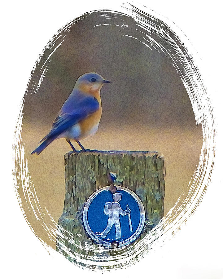 Blue Bird Following The Blue Trail Photograph by Constantine Gregory
