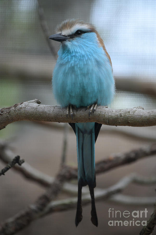 Blue Bird Photograph by Gary Smith