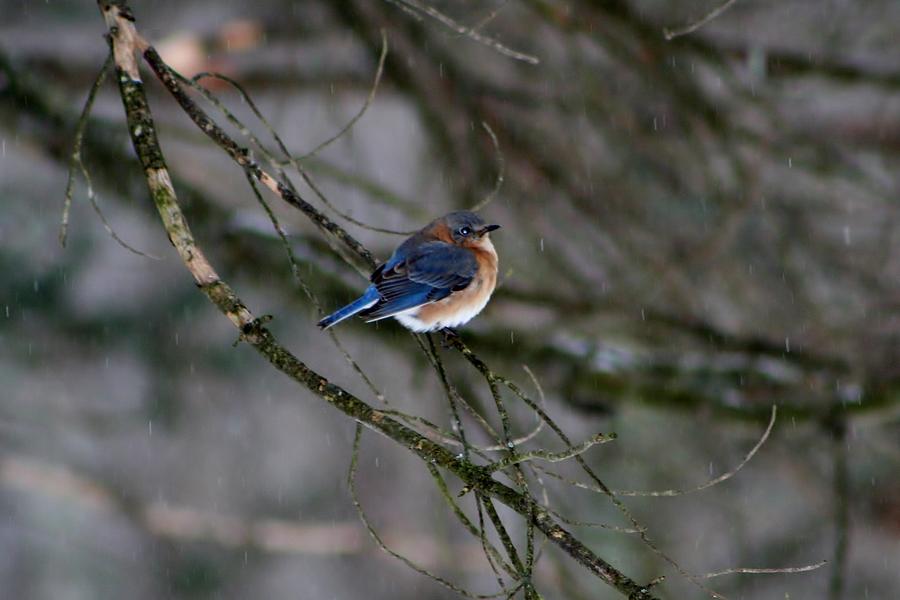 Blue Bird In Winter Photograph by Barbara S Nickerson