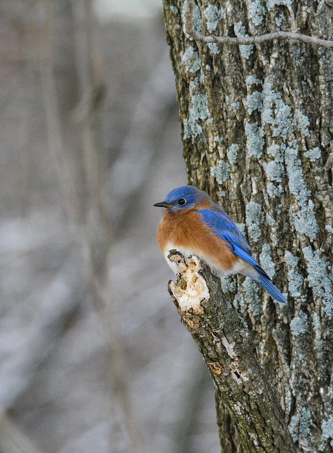 Eastern Blue Bird Photograph - Blue bird in winter by Jill Bell