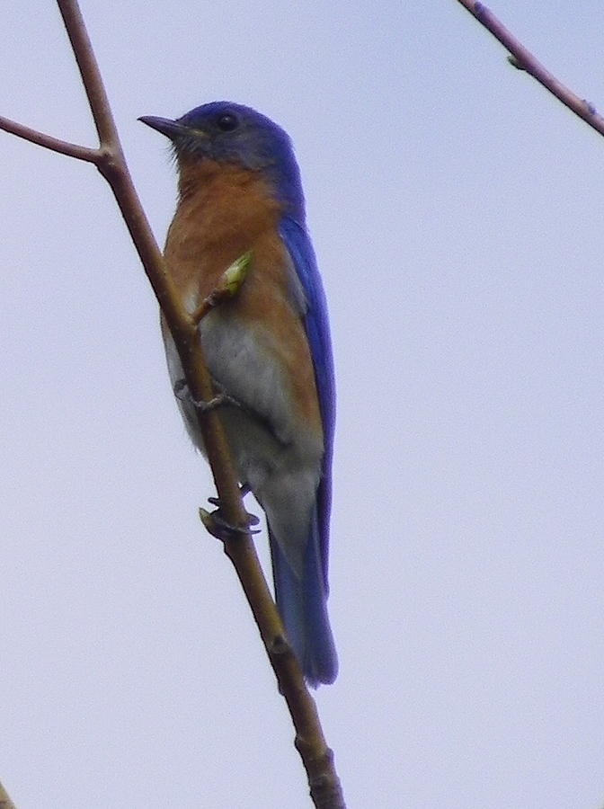 Eastern Blue Bird Photograph by Lisa Wooten