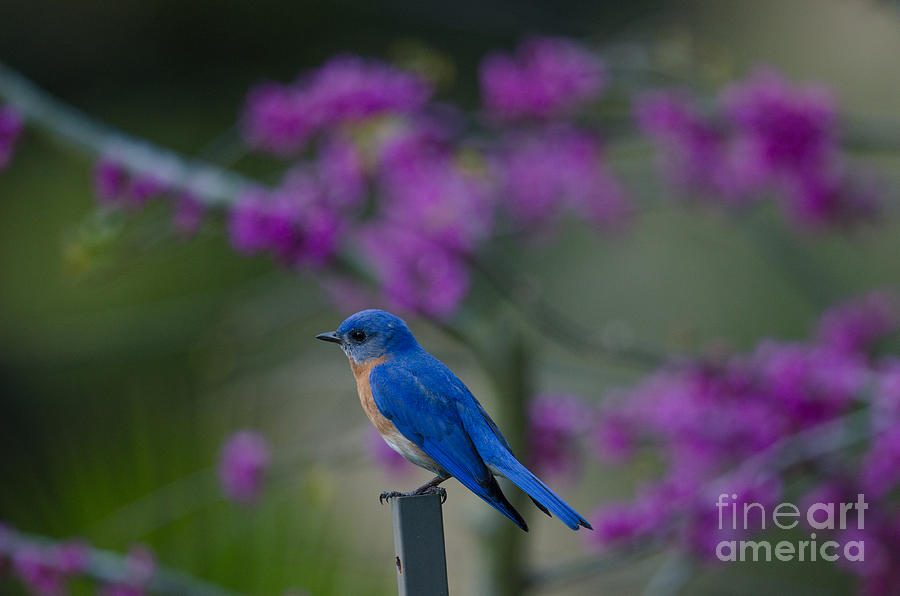 Blue Bird Of Happines Photograph