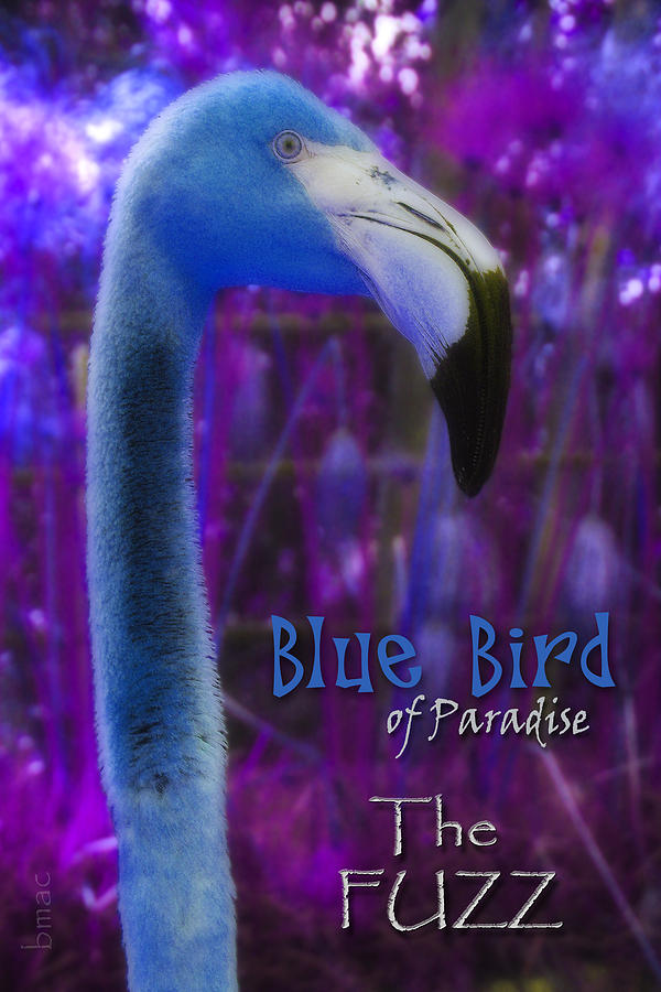 Blue Bird of Paradise - The Fuzz Photograph by Barbara MacPhail