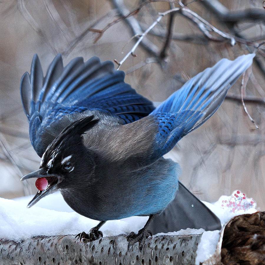 Stellers Jay Photograph by Lena Owens - OLena Art Vibrant Palette Knife and Graphic Design