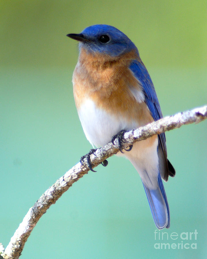 Blue Bird Portrait Photograph by Jane Axman
