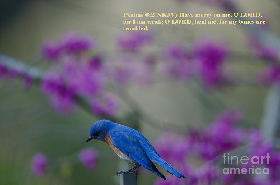 Blue Bird Praying Photograph