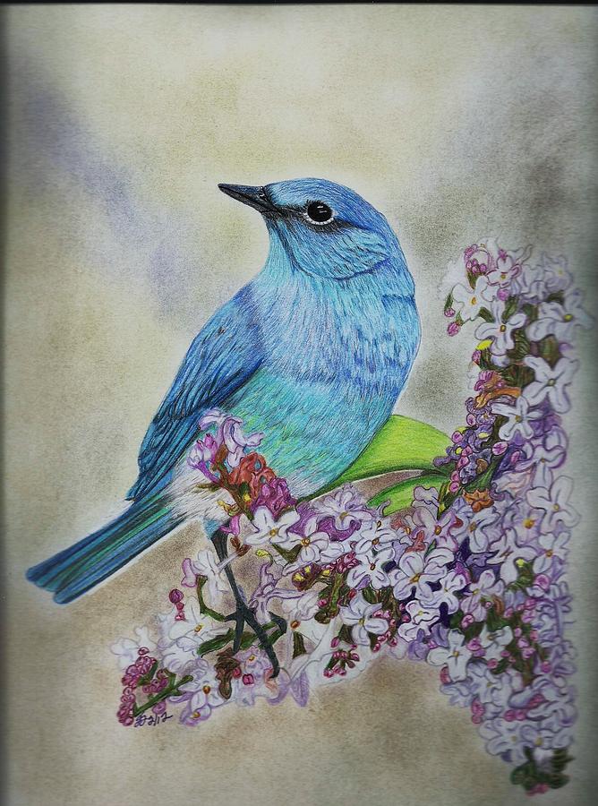 Blue Bird Drawing by Shari Smith