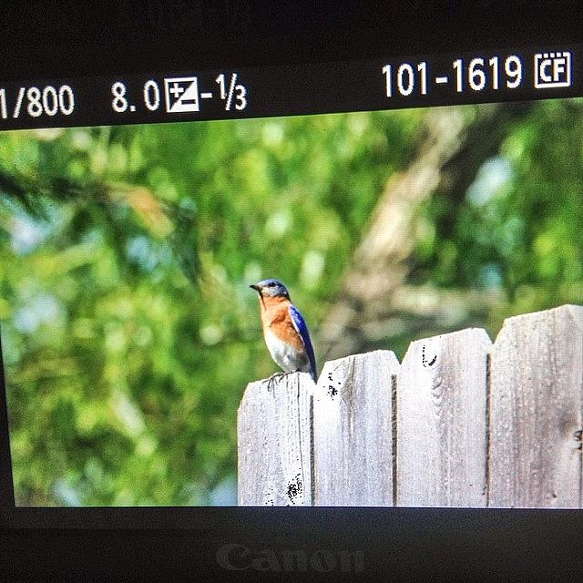 Nature Photograph - Blue Bird Shooting #iphone5 #instagram by Scott Pellegrin