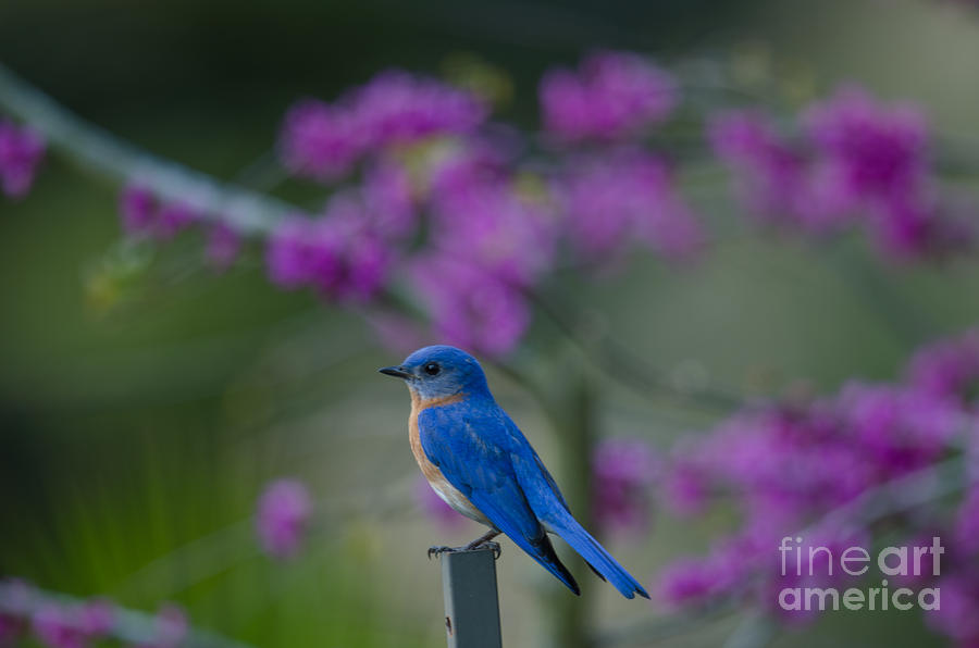 Blue Bird Song Photograph