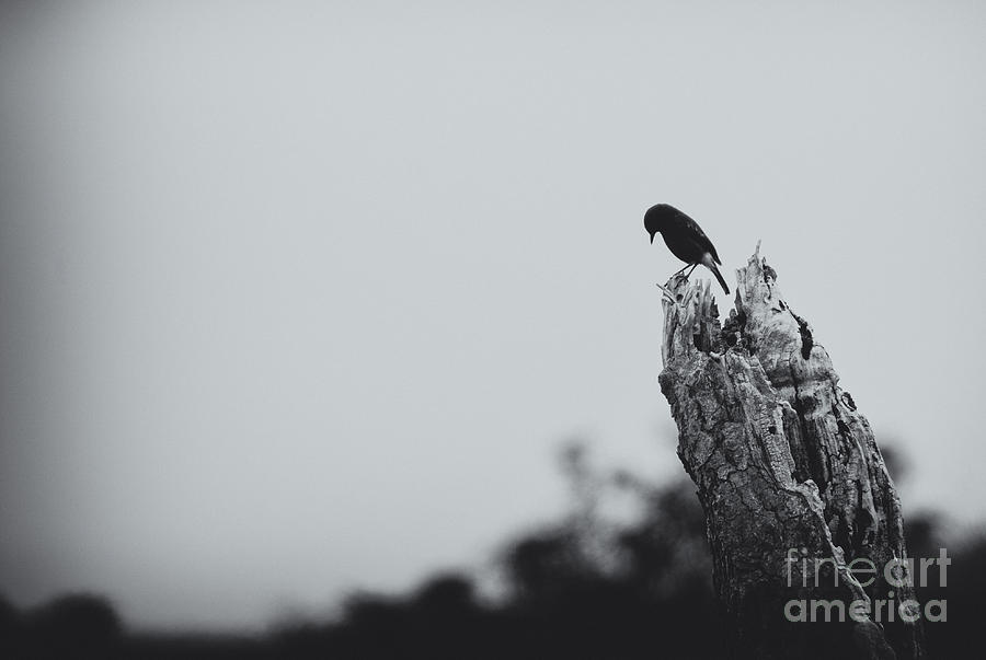 Blue Bird Weeping Photograph by Venura Herath