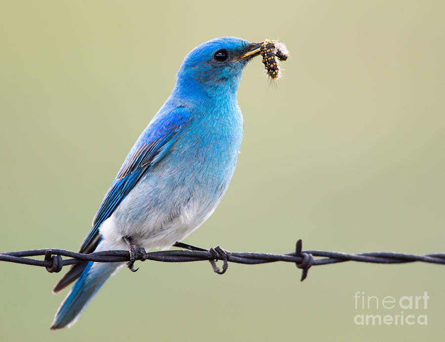 Blue bird with Lunch Photograph by Shannon Carson