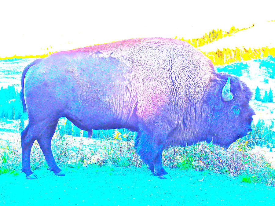 Blue Bison Photograph by Lora Louise