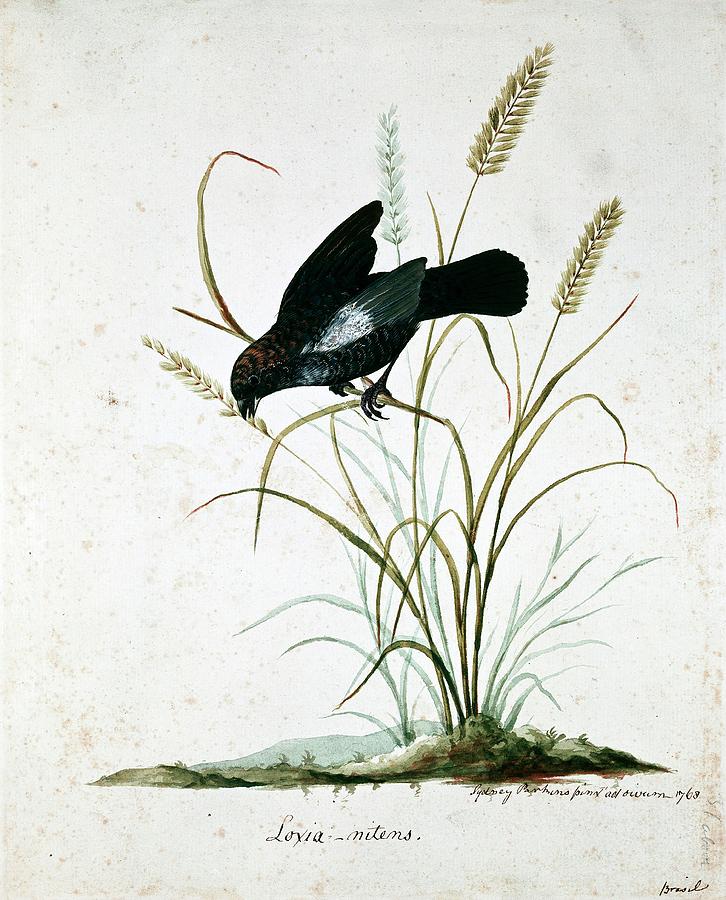 Blue-black Grassquit Photograph by Natural History Museum, London