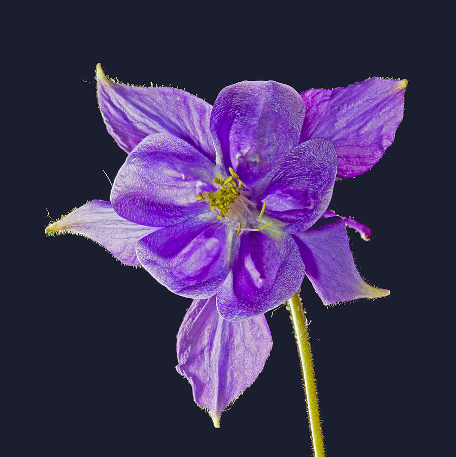 Blue bloom of an aquilegia Photograph by Pete Hemington