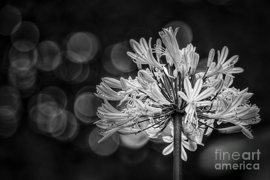 Blue Blooms B/W Photograph by Marvin Spates