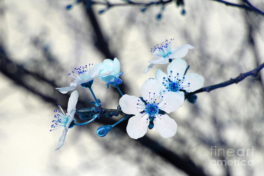 Blue Blossoms Photograph by Debra Thompson