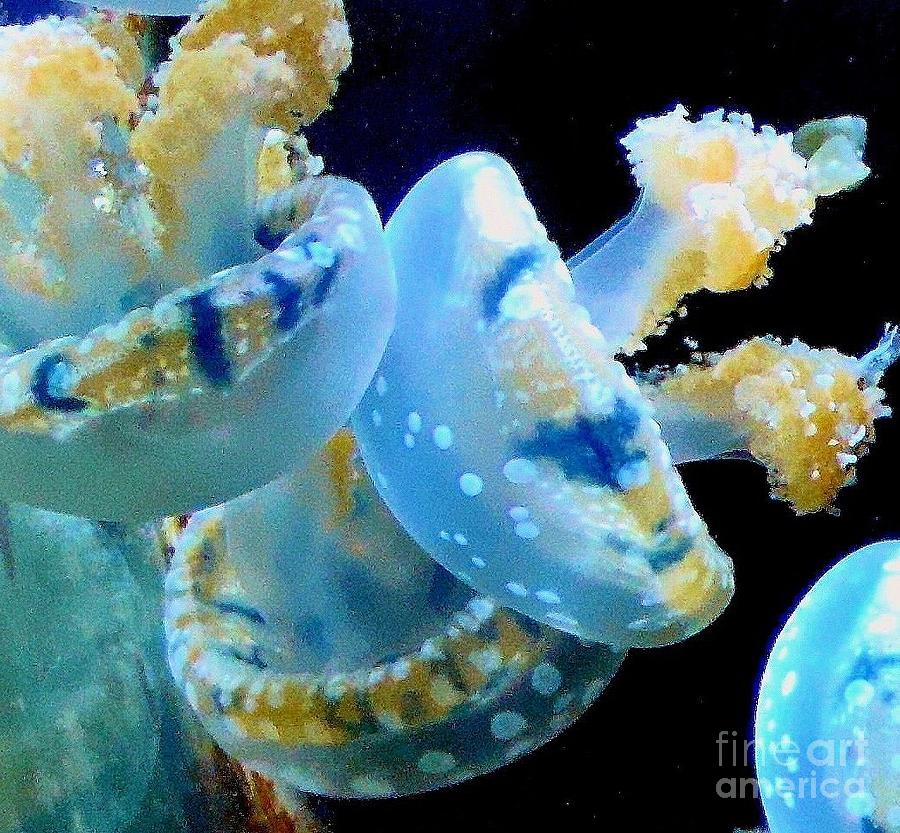Blue Blubber Jellyfish Photograph by Janette Boyd