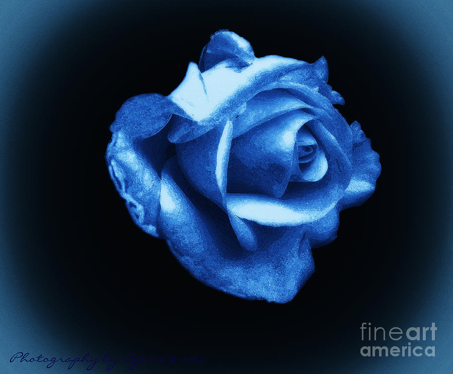 Nature Digital Art - Blue Blue Rose by Gena Weiser