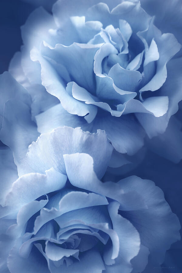 Blue Blue Roses Photograph by Jennie Marie Schell