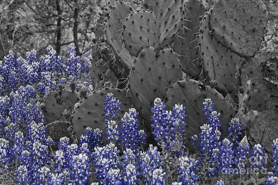 Blue Bonnet Cactus Photograph by Douglas Barnard