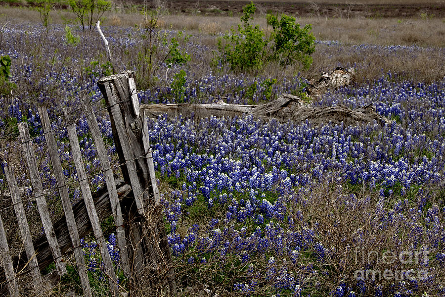 Blue Bonnet Fence V2 Photograph by Douglas Barnard
