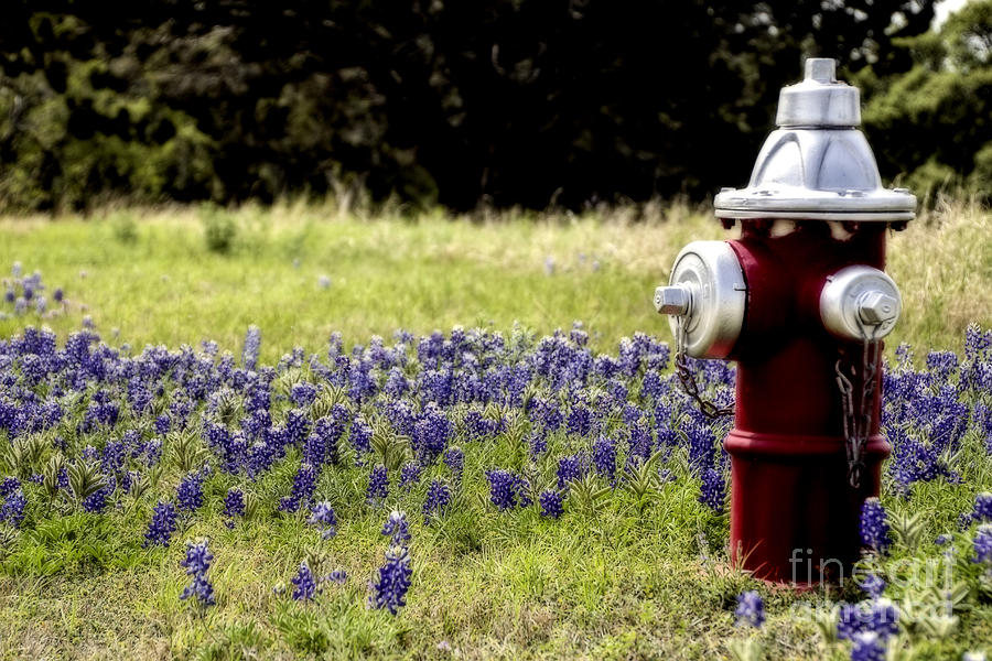 Blue Bonnets Fire Hydrant Photograph by Douglas Barnard