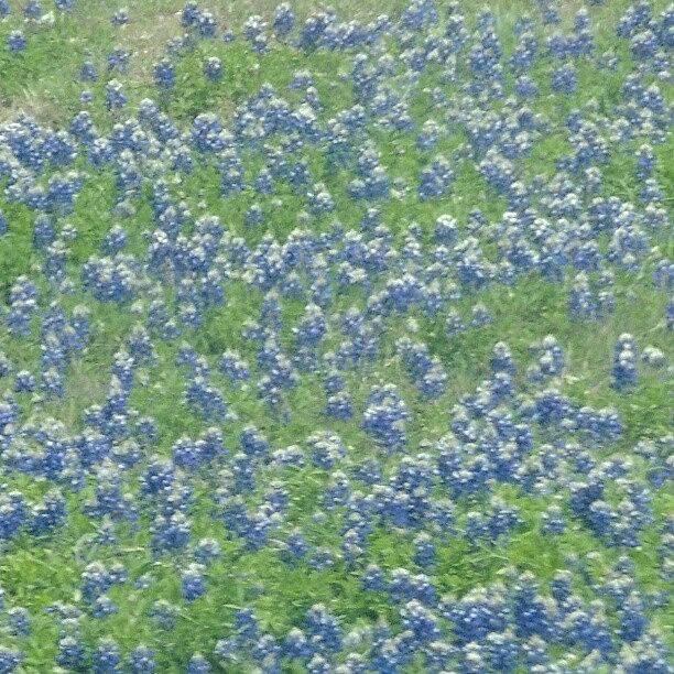 Blue Bonnets Photograph by Kelli Stowe - Fine Art America