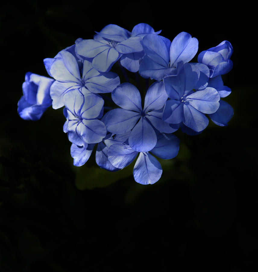 Blue Bonnett Photograph by Penny Lisowski