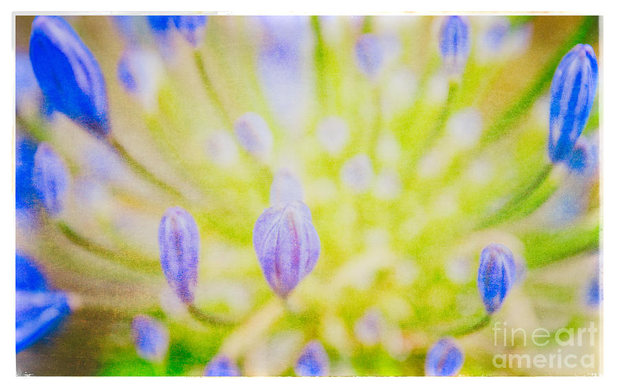 Blue Botanicals Photograph by Lenny Carter