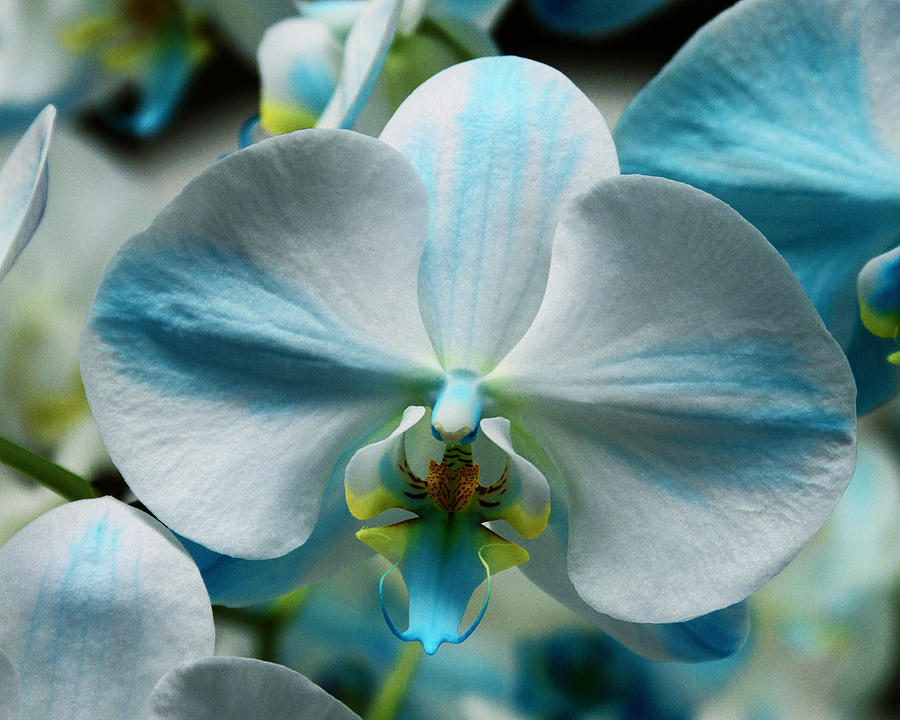 BLUE BOW ORCHID Landers CA Photograph by William Dey