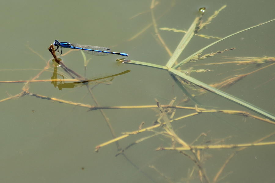 Damselfly 2 Blue Boy Predatory Insects Wetlands Wildlife Art Photograph by Reid Callaway