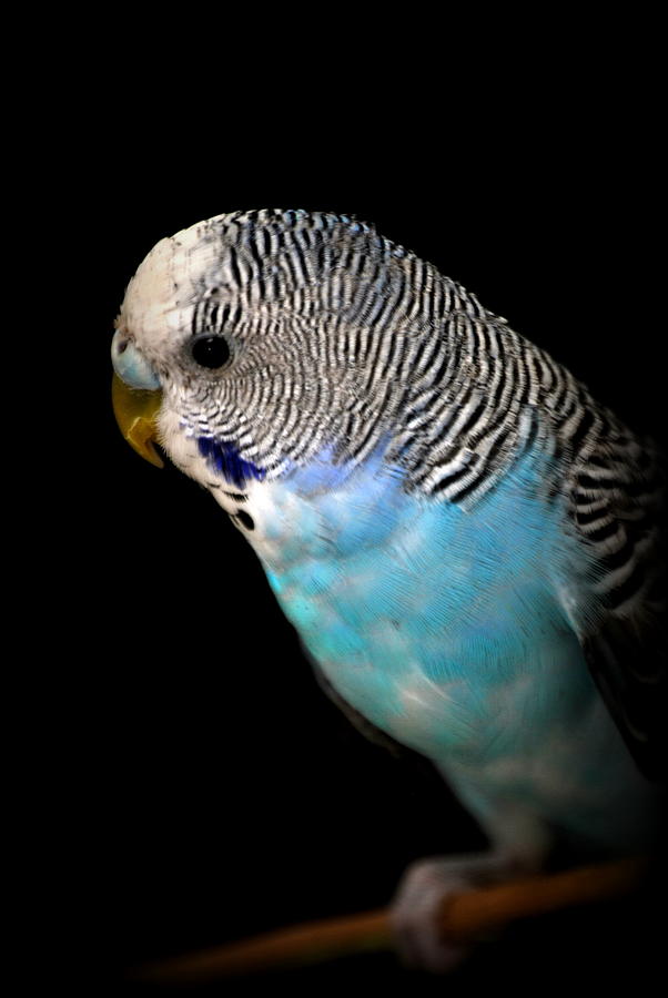 Blue Budgie Photograph by Nathan Abbott