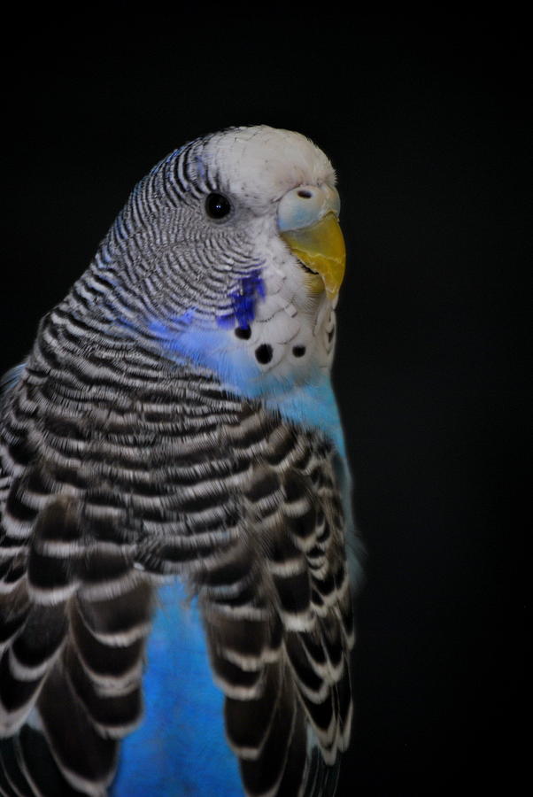 Blue Budgie Parakeet Photograph by Nathan Abbott