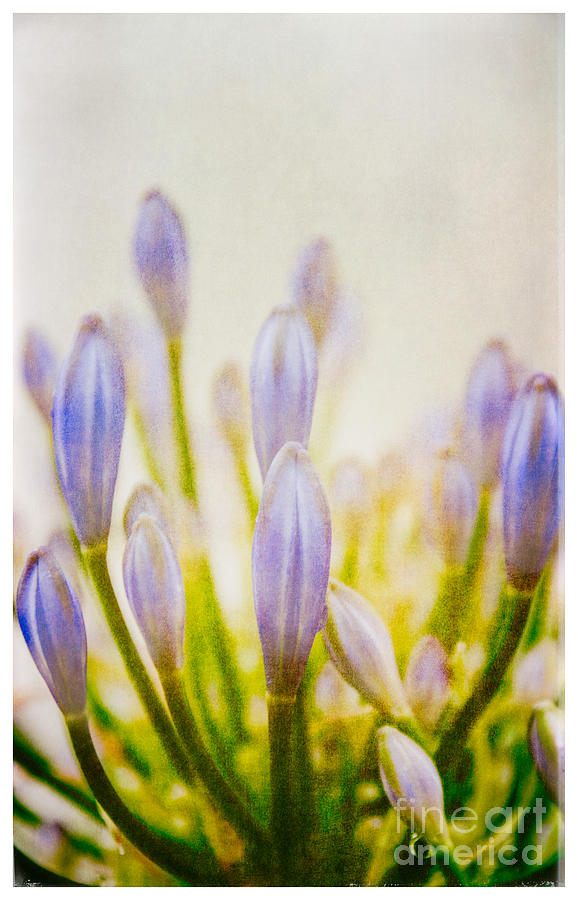 Blue Buds Botanicals Photograph by Lenny Carter
