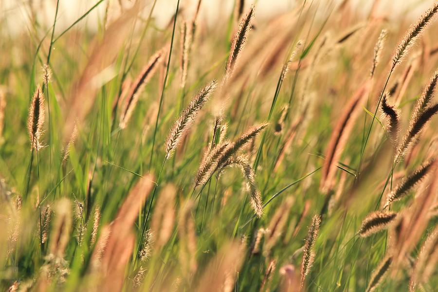 Blue Buffalo Grass Photograph by Hermanus A Alberts