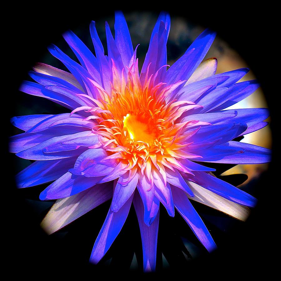 Blue Burst Lily Photograph