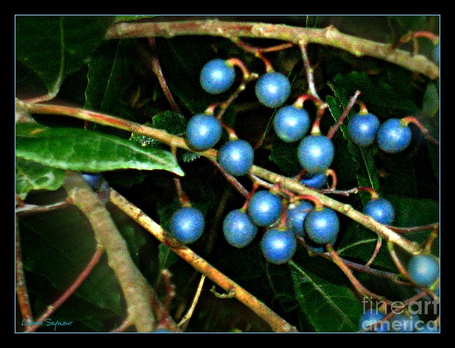Blue Bush Berries  Photograph by Leanne Seymour