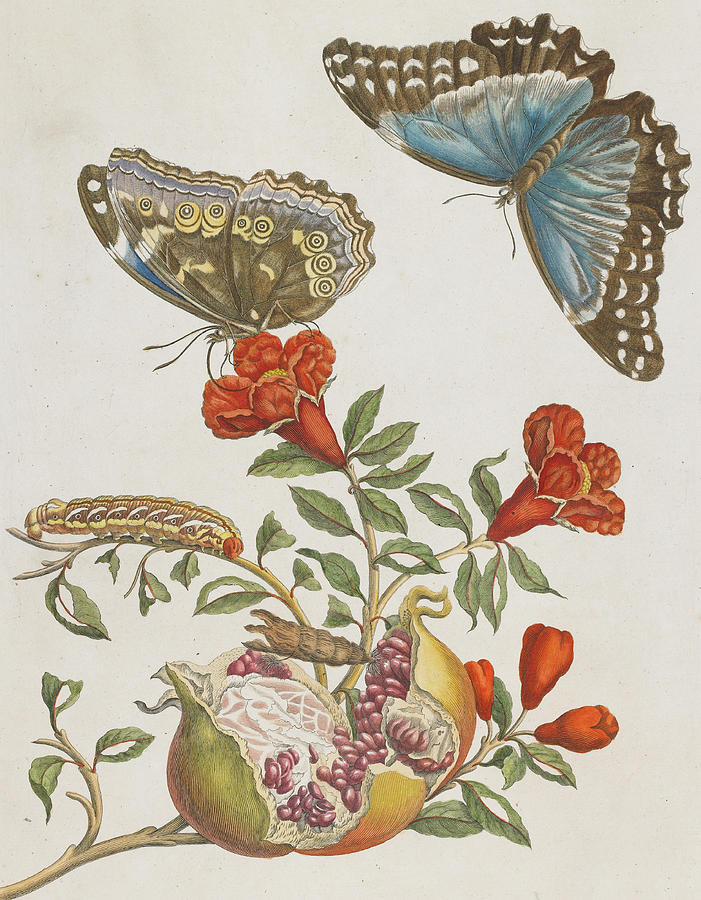 Blue Butterflies and Pomegranate Painting by Maria Sibylla Graff Merian