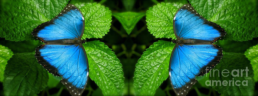 Chicago Digital Art - Blue Butterflies Digital Art by Thomas Woolworth