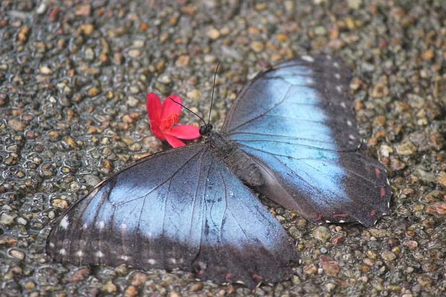 Butterfly Photograph - Blue Butterfly by Becca Buecher
