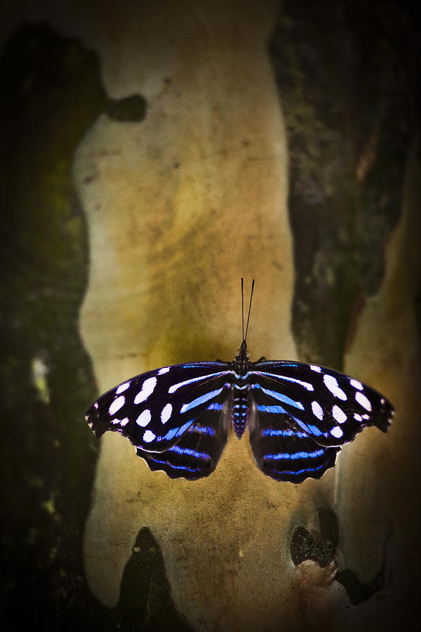 Blue Butterfly Photograph by Bradley R Youngberg