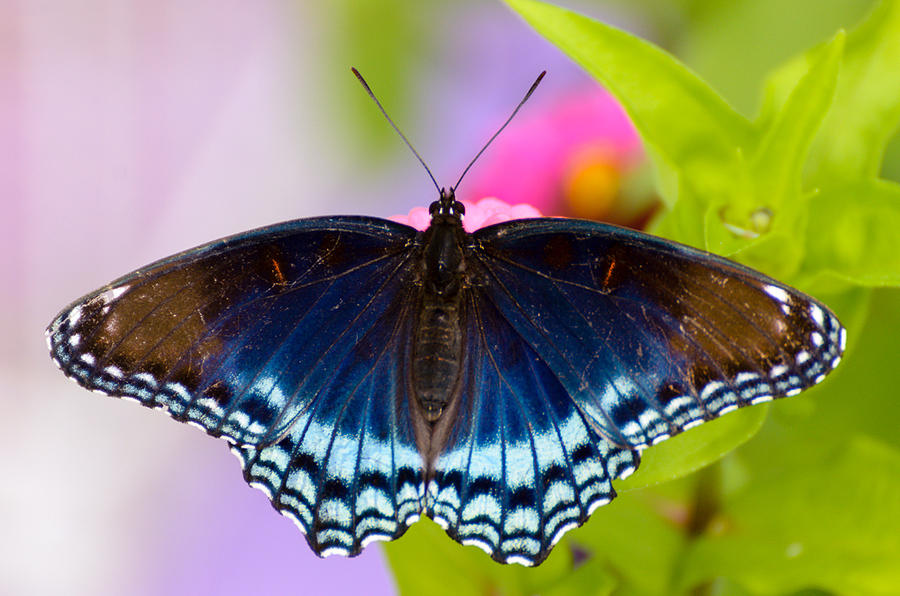 Blue Butterfly Photograph by Debbie Patrizi - Fine Art America