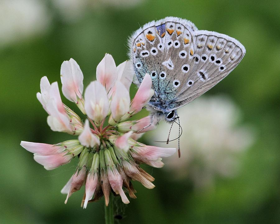 Blue Butterfly Photograph by Doris Potter