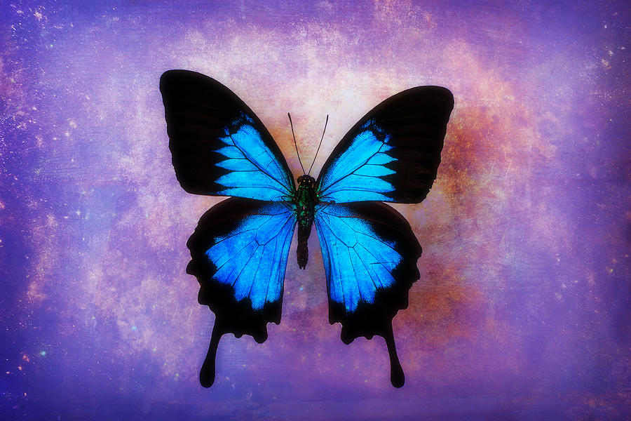 Blue Butterfly Dreams Photograph by Garry Gay - Fine Art America