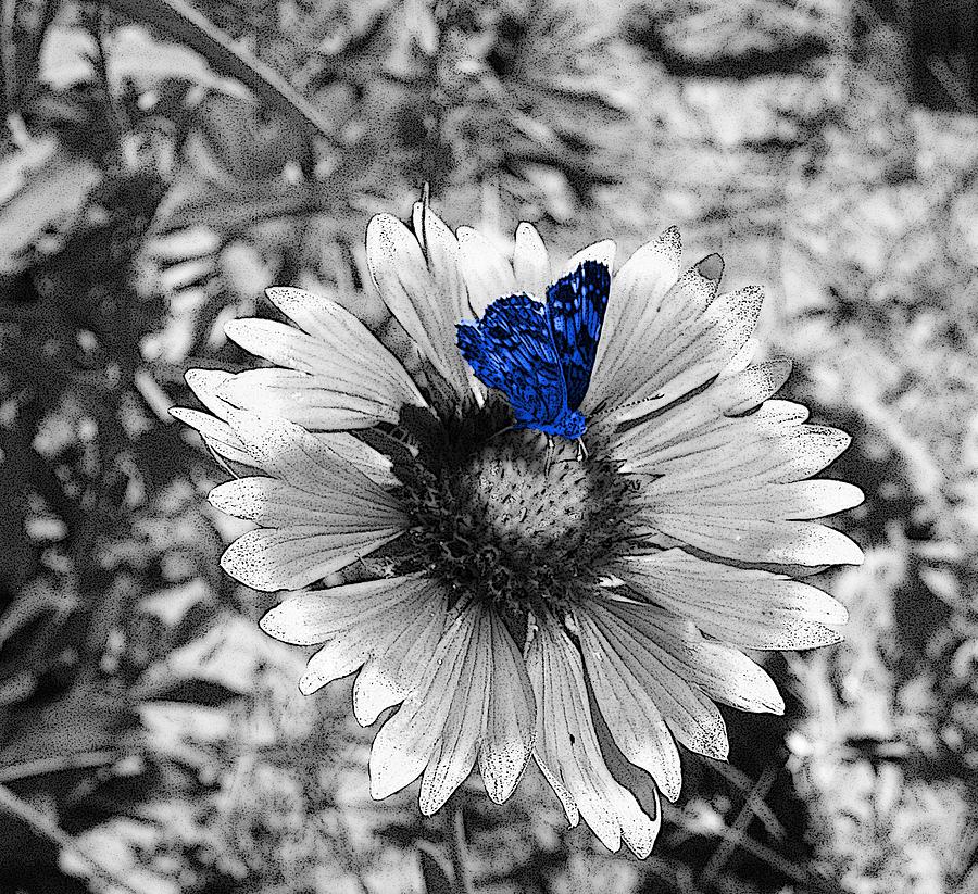 Blue Butterfly Photograph by HW Kateley