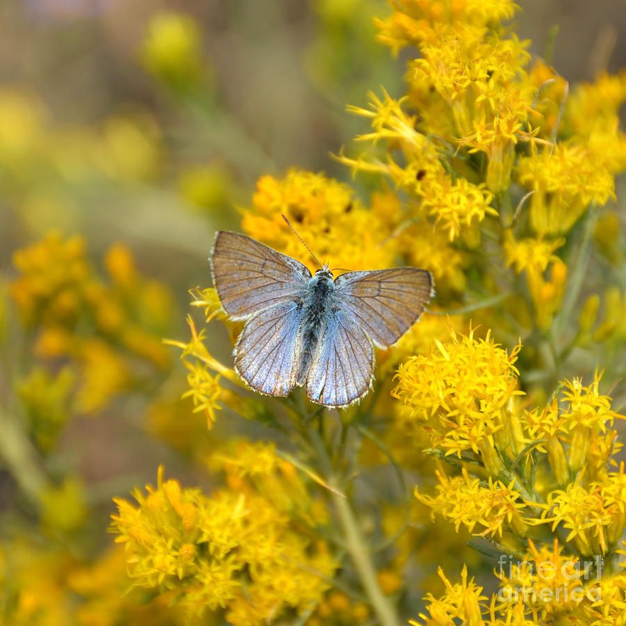 Blue Butterfly in Yellowstone Photograph by Debra Thompson