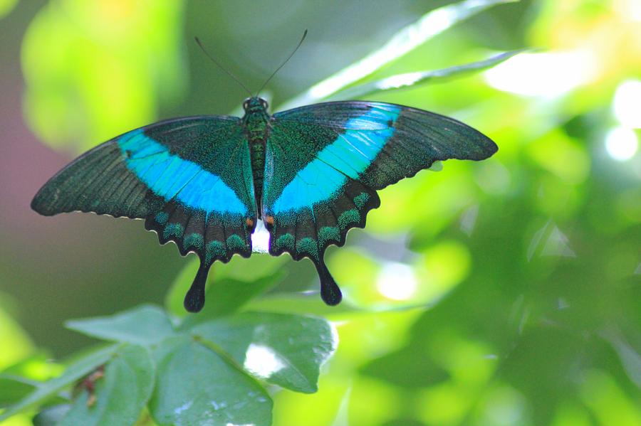 Blue Butterfly Photograph by Karen Wagner - Fine Art America