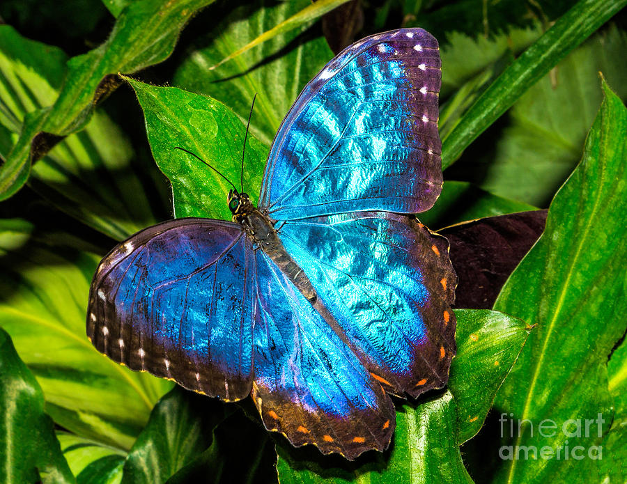 Blue Butterfly Photograph by Nick Zelinsky Jr